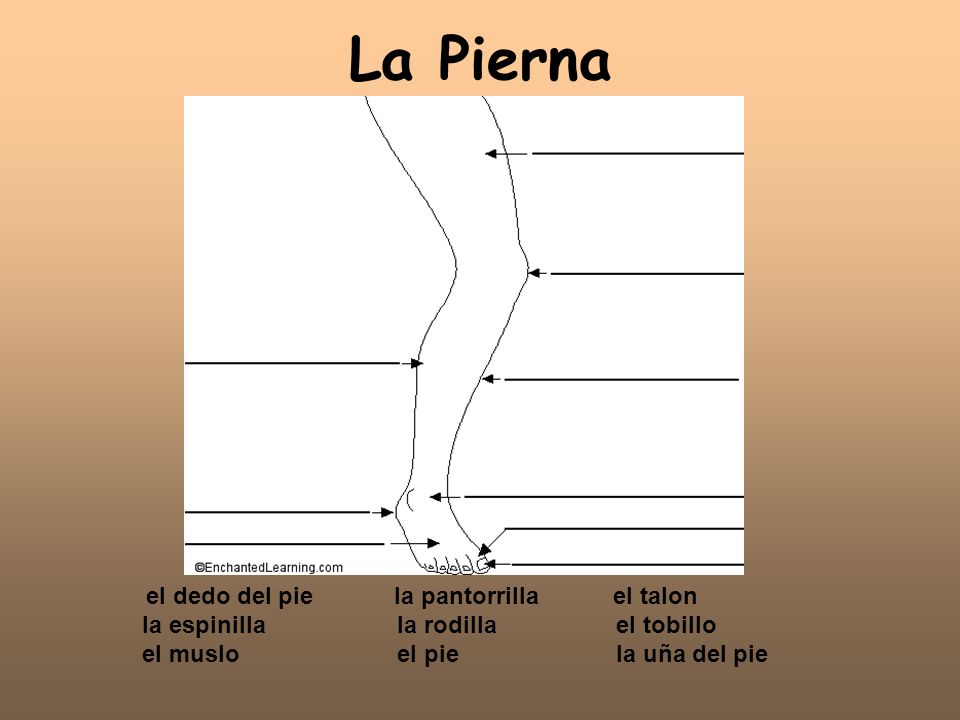 Los ejercicios al dolor de cabeza por sheynogo de la osteocondrosis